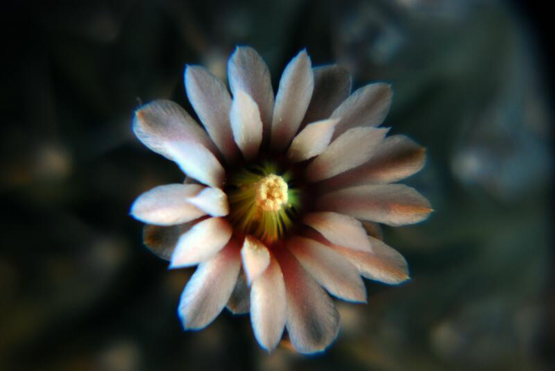 Gymnocalycium asterium 