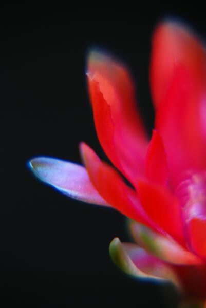 Gymnocalycium baldianum 