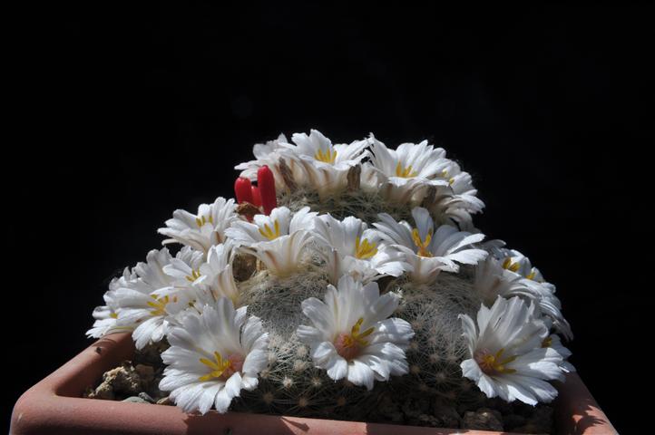 Mammillaria lenta 