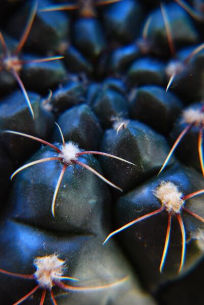 Gymnocalycium baldianum 