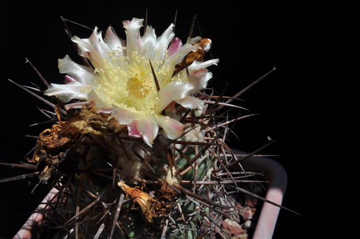 Copiapoa coquimbana KK1