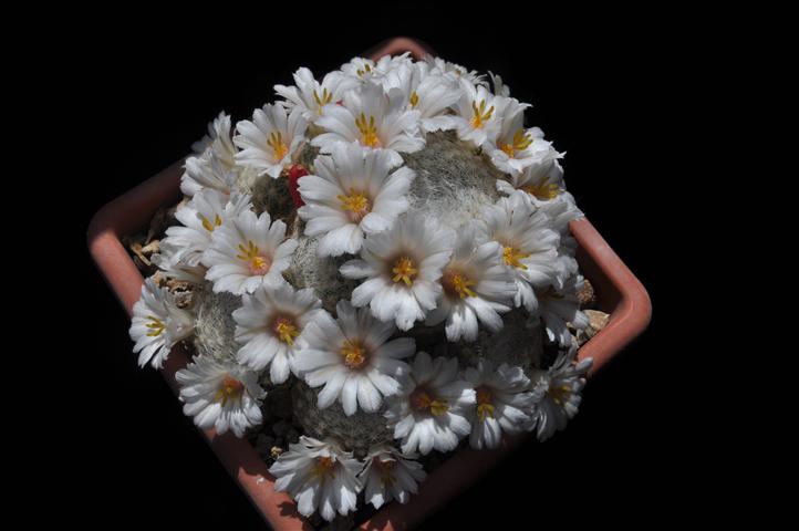 Mammillaria lenta 