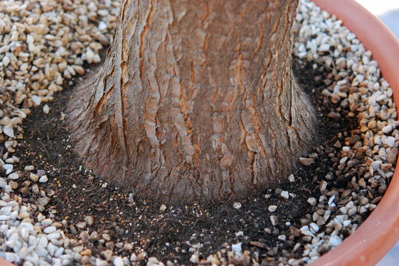 yucca elephantipes