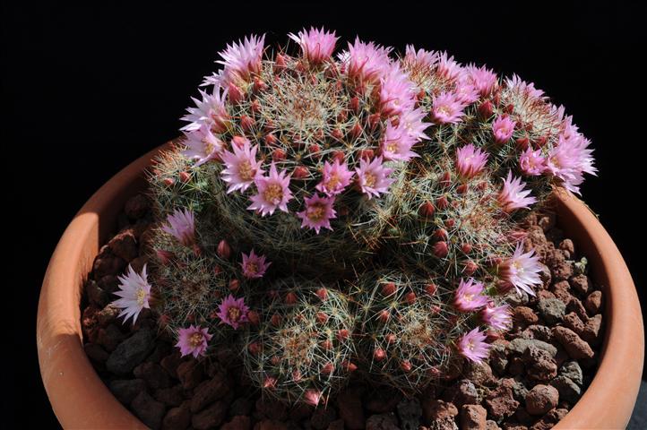 Mammillaria zeilmanniana 