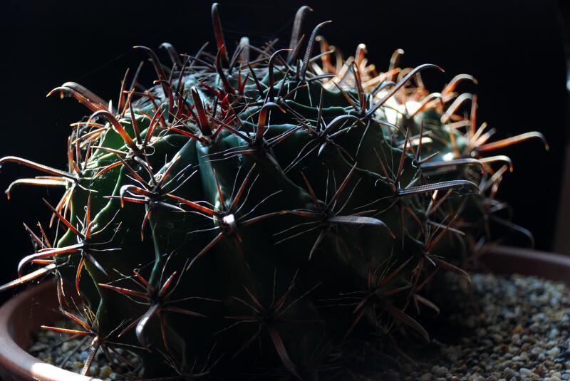 ferocactus wislizeni 