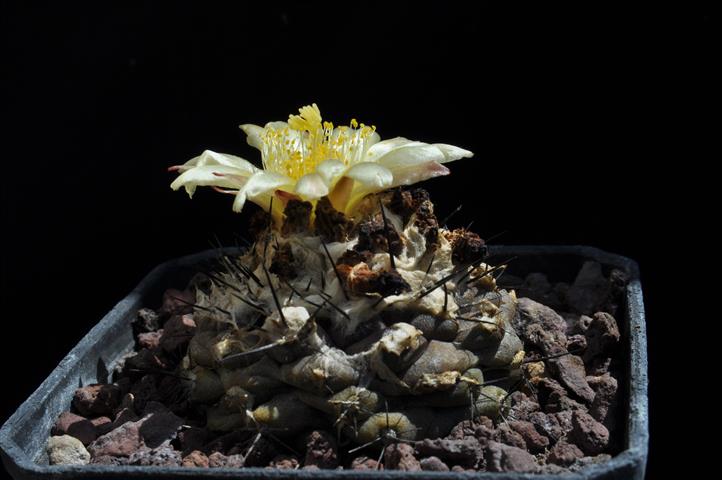 Copiapoa hypogaea v. barquitensis 