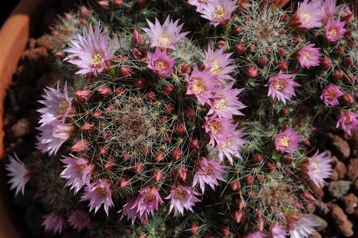 Mammillaria zeilmanniana 