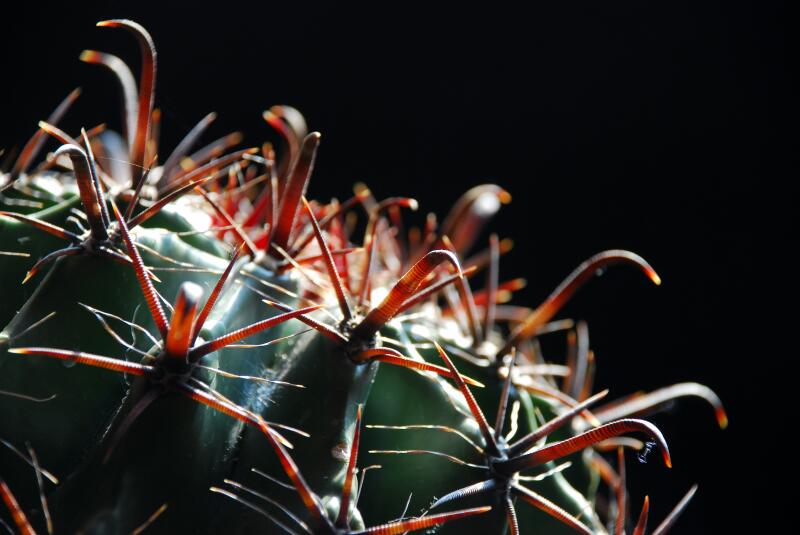 ferocactus wislizeni 