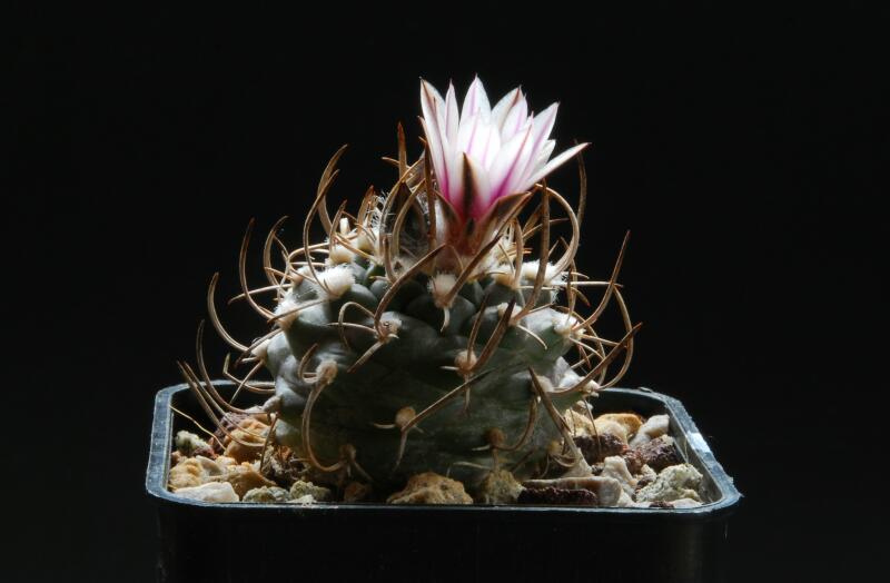 Turbinicarpus bonatzii 