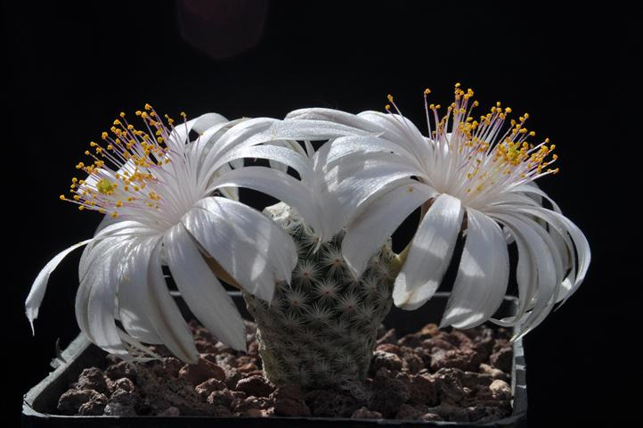 Mammillaria herrerae v. albiflora 