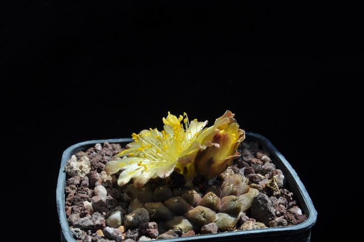 Copiapoa hypogaea FR261