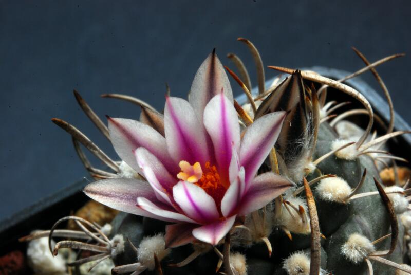 Turbinicarpus bonatzii 