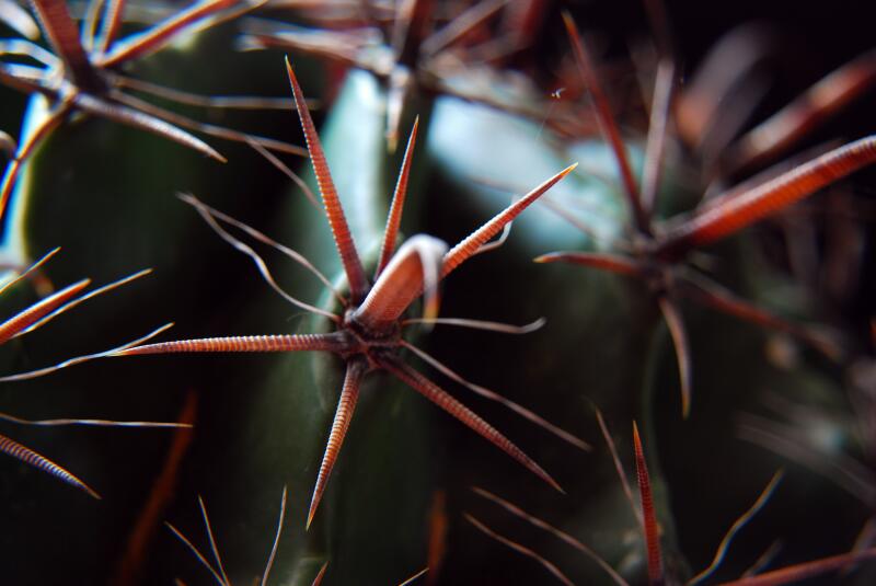Ferocactus wislizeni 