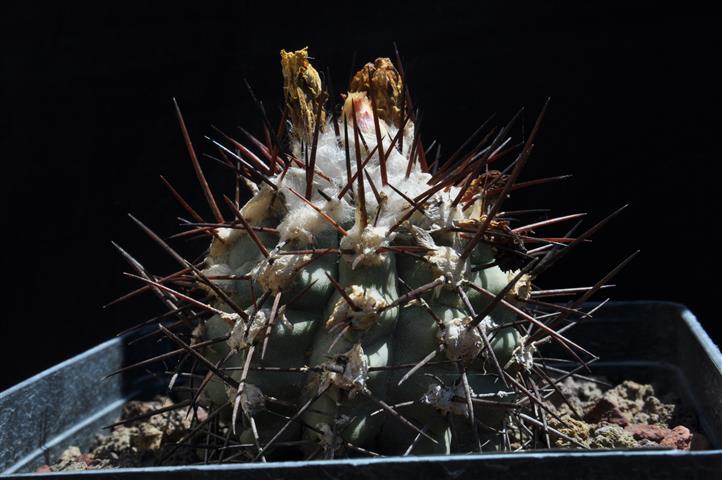 Copiapoa mollicula 