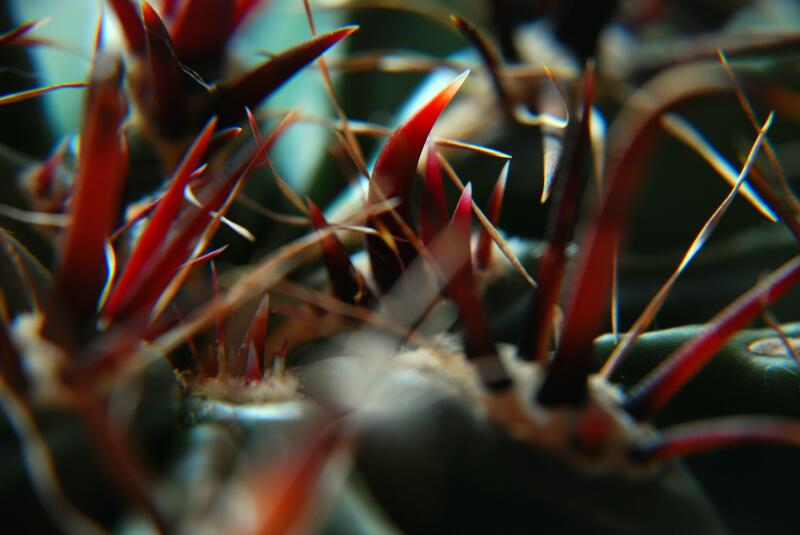 Ferocactus wislizeni 