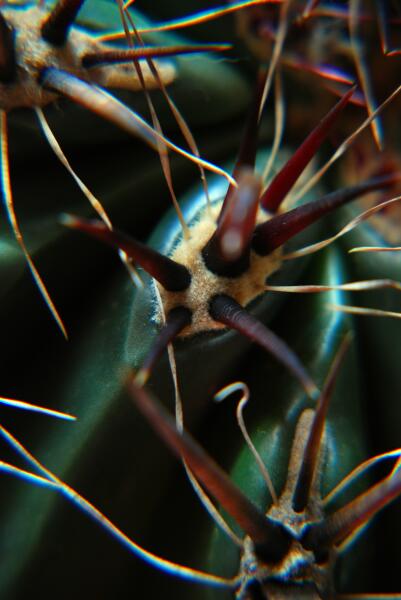 Ferocactus wislizeni 
