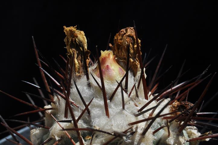 Copiapoa mollicula 