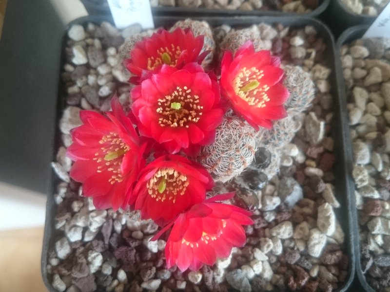 Rebutia pygmaea WR828