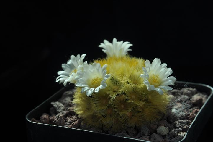 Mammillaria carmenae 