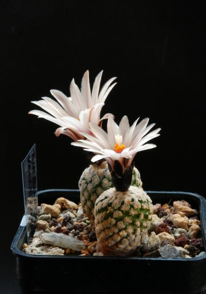 Turbinicarpus valdezianus v. albiflorus 