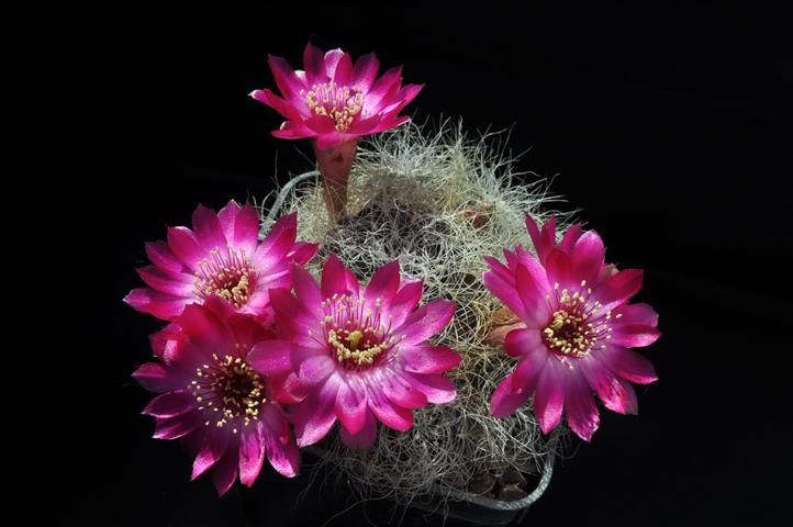 Sulcorebutia tarabucoensis ssp. hertusii HS125