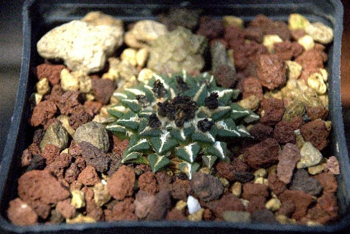 Ariocarpus kotschoubeyanus 