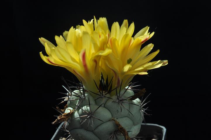 Ortegocactus macdougallii 