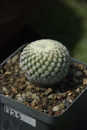 Mammillaria pectinifera 