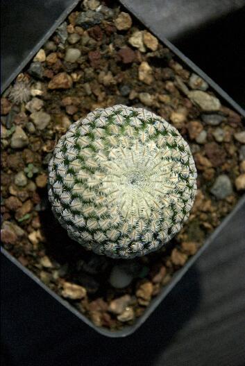 Mammillaria pectinifera 