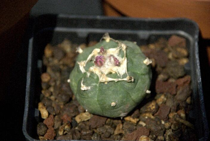 Lophophora fricii 