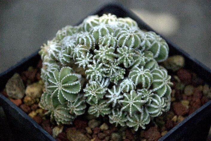 Aztekium hintonii 