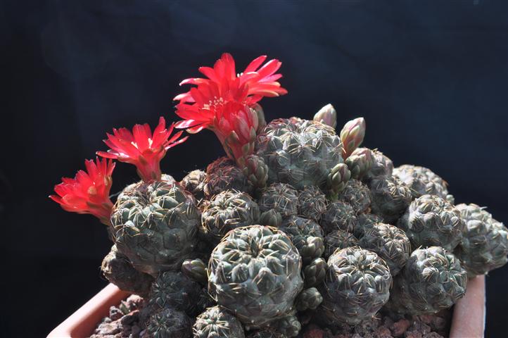 Sulcorebutia pasopayana L387