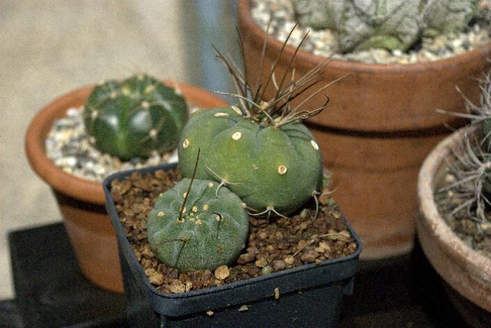 Matucana madisoniorum 