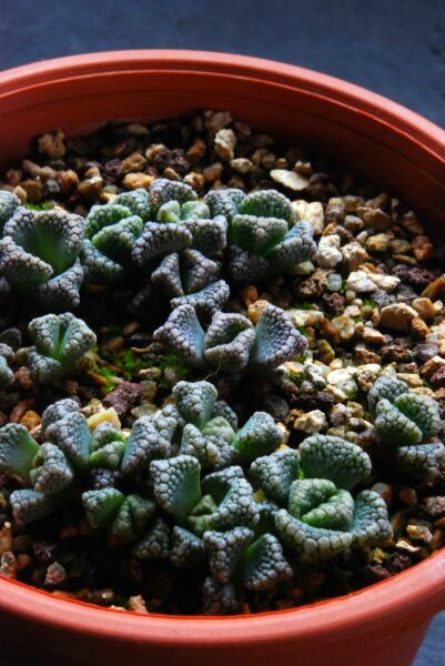 Titanopsis calcarea 