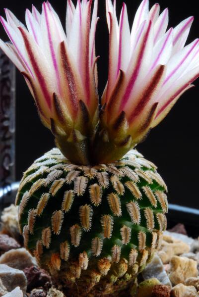 Turbinicarpus pseudopectinatus 