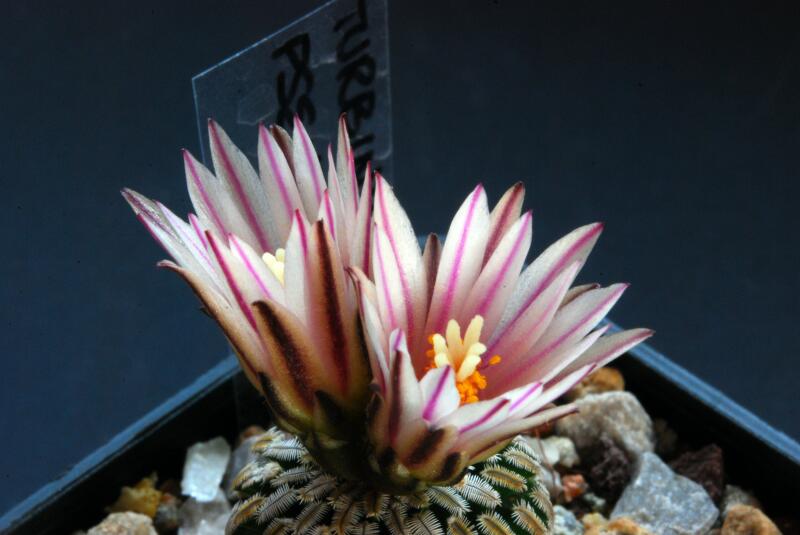 Turbinicarpus pseudopectinatus 