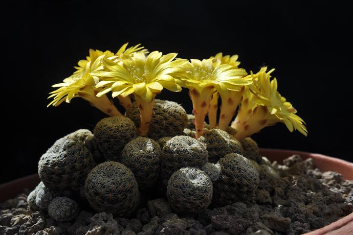 Sulcorebutia langeri HS240