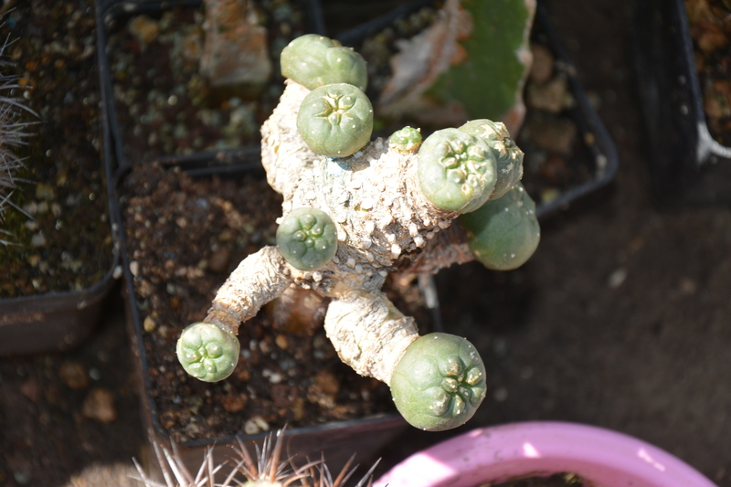 Lophophora koehresii 