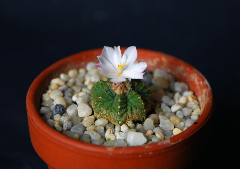 Aztekium ritteri 