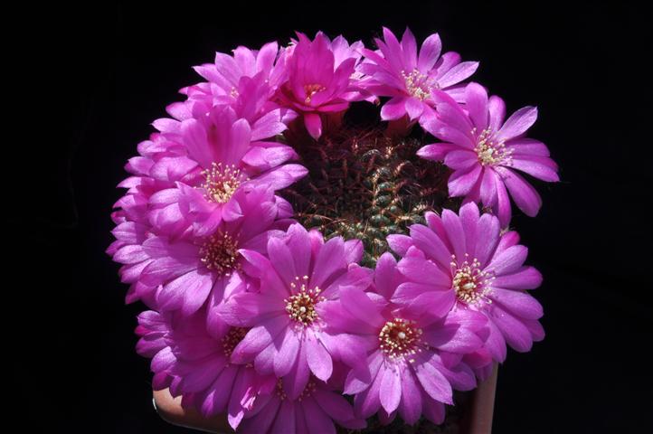 Sulcorebutia mentosa 