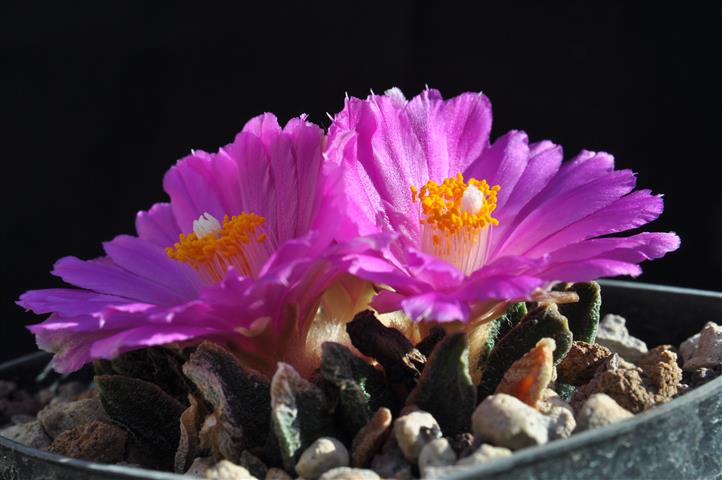 Ariocarpus scaphirostris 