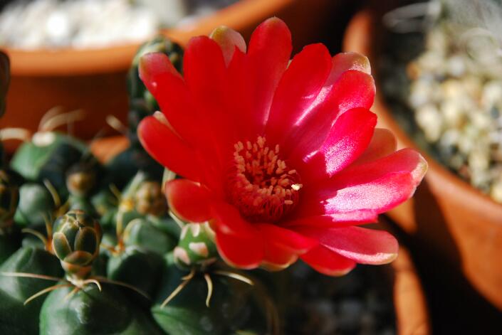 gymnocalycium baldianum 