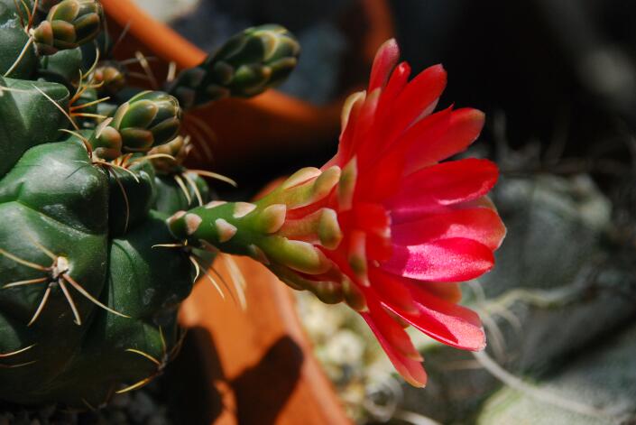 gymnocalycium baldianum 