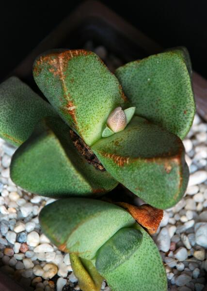 Pleiospilos bolusii 