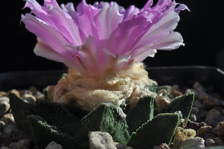 Ariocarpus fissuratus v. hintonii 