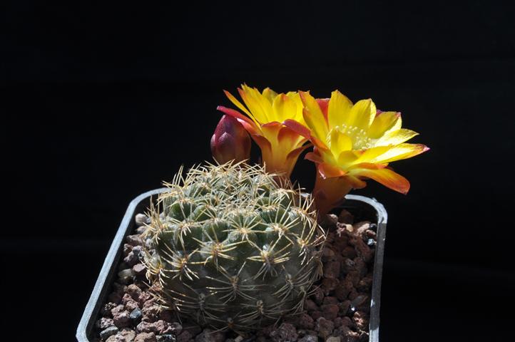 Sulcorebutia cardenasiana 