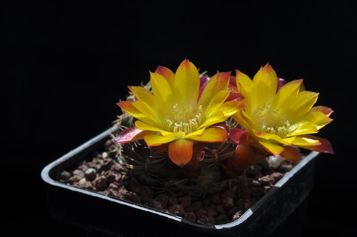 Sulcorebutia cardenasiana 