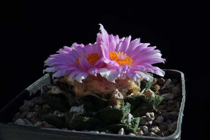 Ariocarpus fissuratus v. lloydii 