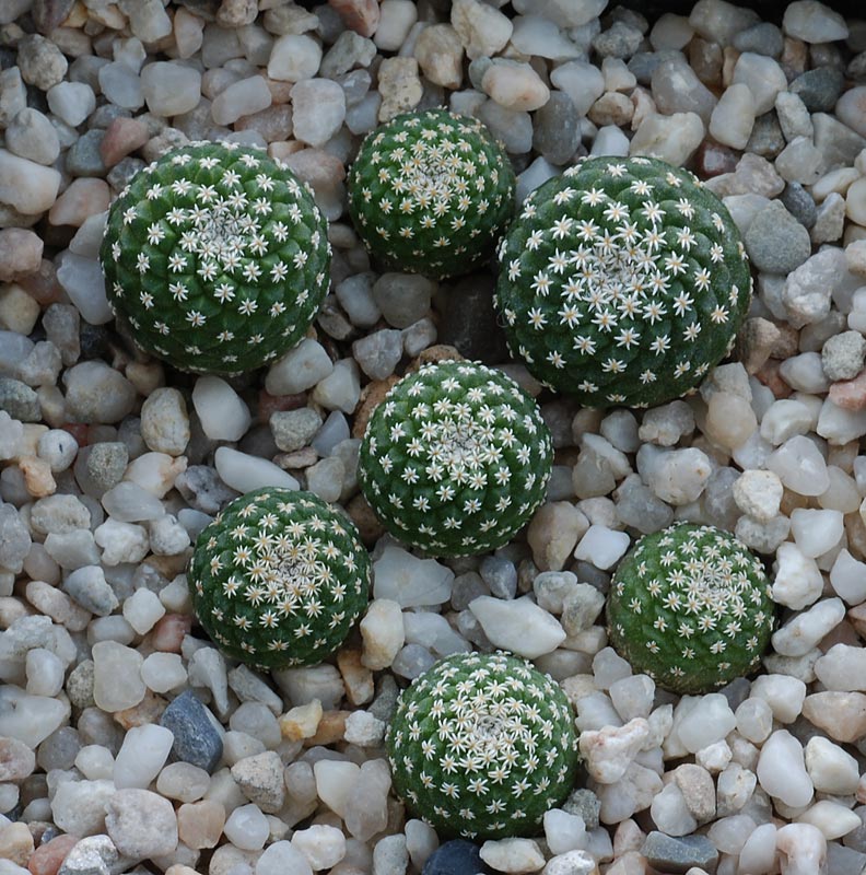 Strombocactus disciformis 