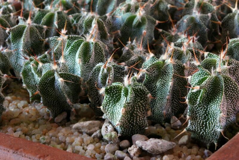 Astrophytum ornatum 